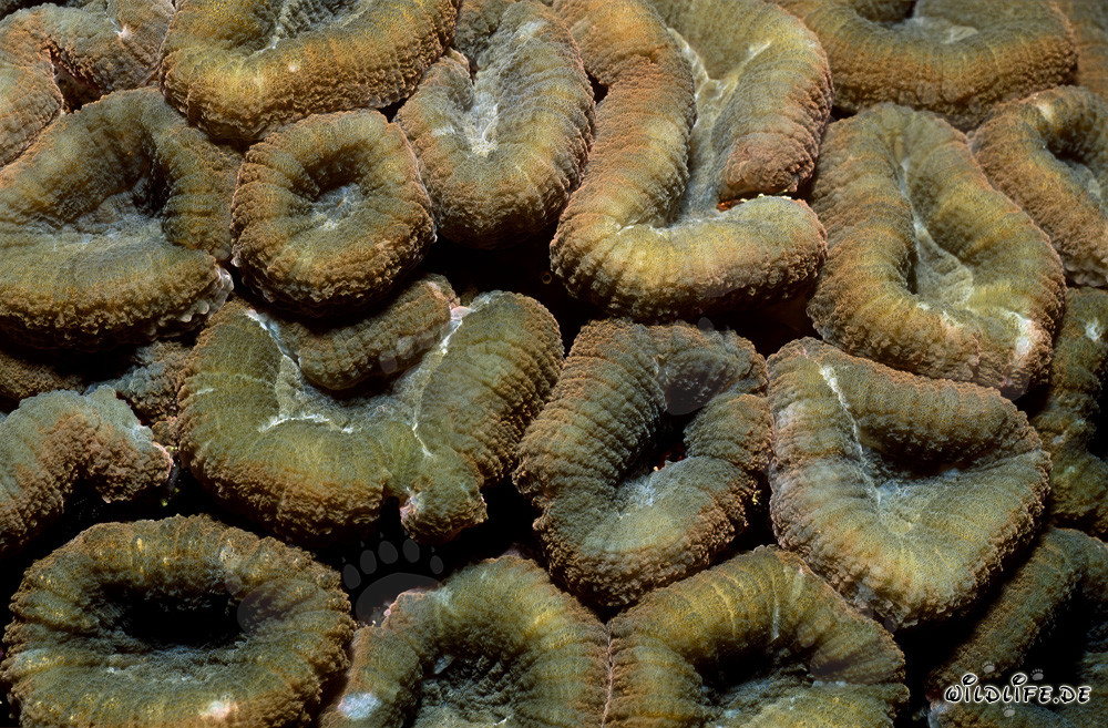Faszinierende Hemprichs Doldenkoralle in der Beqa Lagune, Fiji