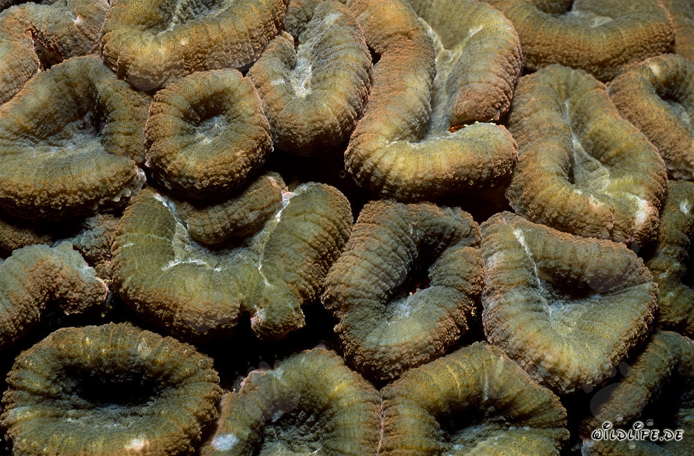 Fascinating Lobophyllia Brain Coral in Beqa Lagoon, Fiji