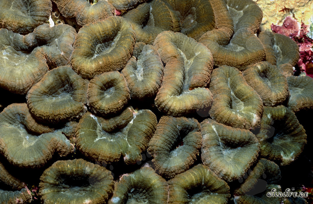 Fascinante Coral Hemprich en flor en la laguna de Beqa, Fiji