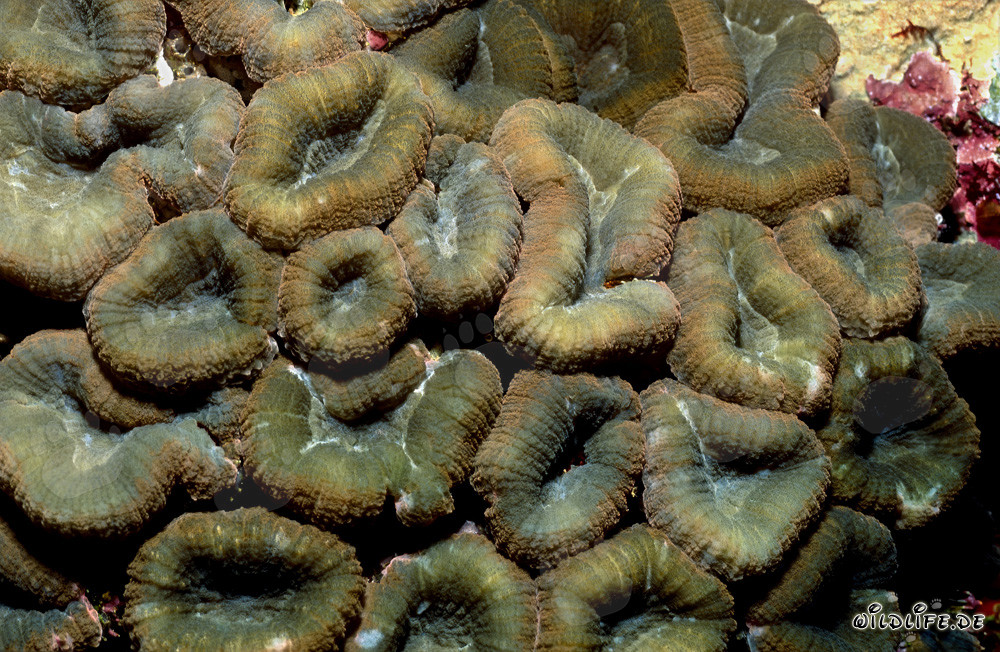 Affascinante Corallo Hemprich in fiore nella laguna di Beqa, Figi
