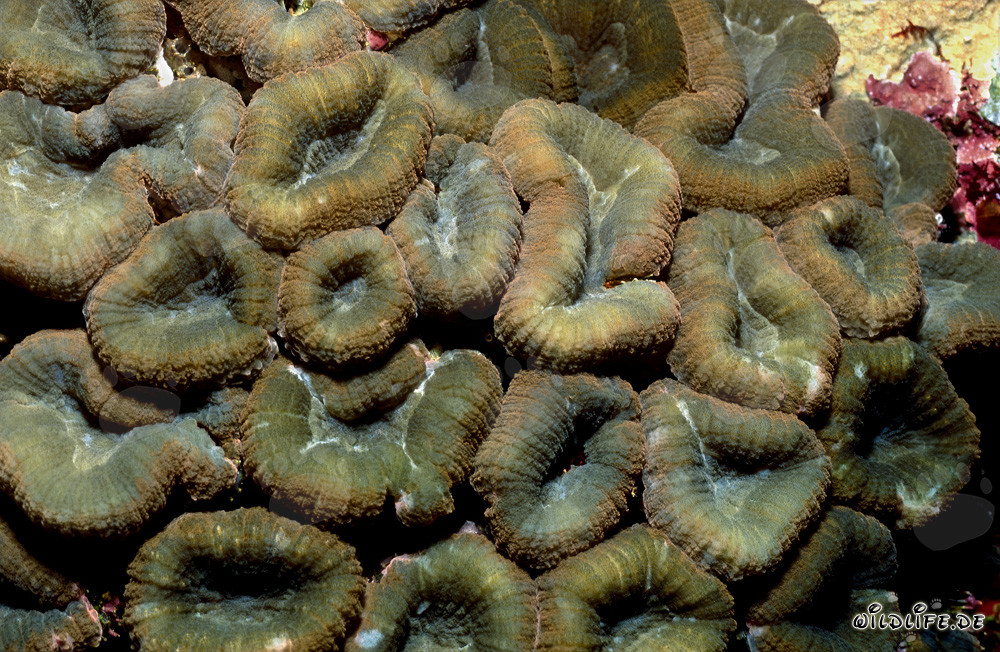 Faszinierende Hemprichs Doldenkoralle in der Beqa Lagune, Fiji