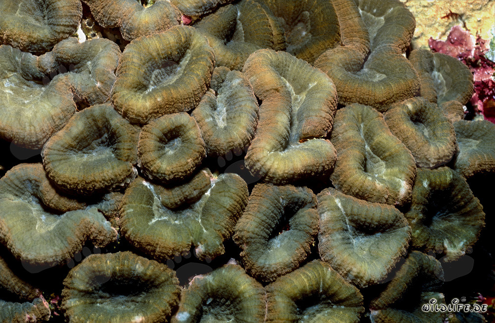 Fascinating Lobophyllia Brain Coral in Beqa Lagoon, Fiji