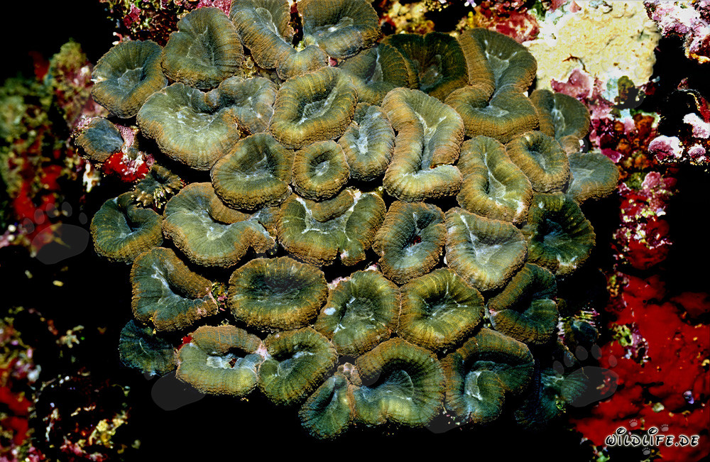 Corail en fleur Hemprichs fascinant dans le lagon de Beqa à Vitu Levu, Fidji