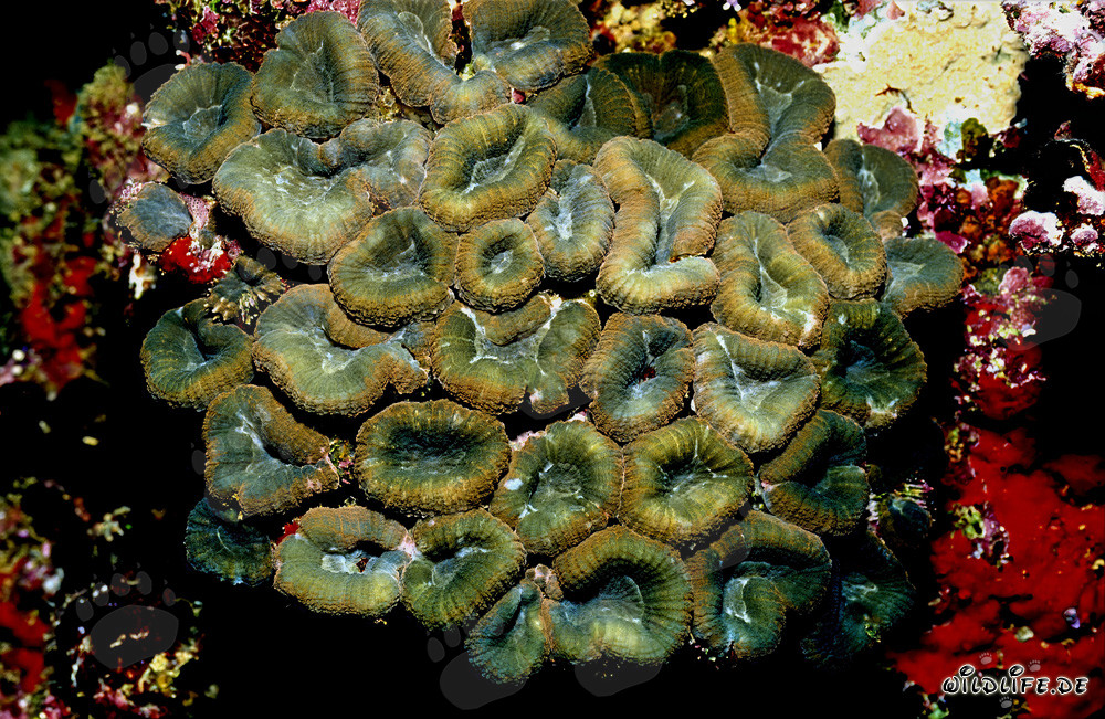 Affascinante corallo di Hemprich nel laguna di Beqa a Vitu Levu, Fiji
