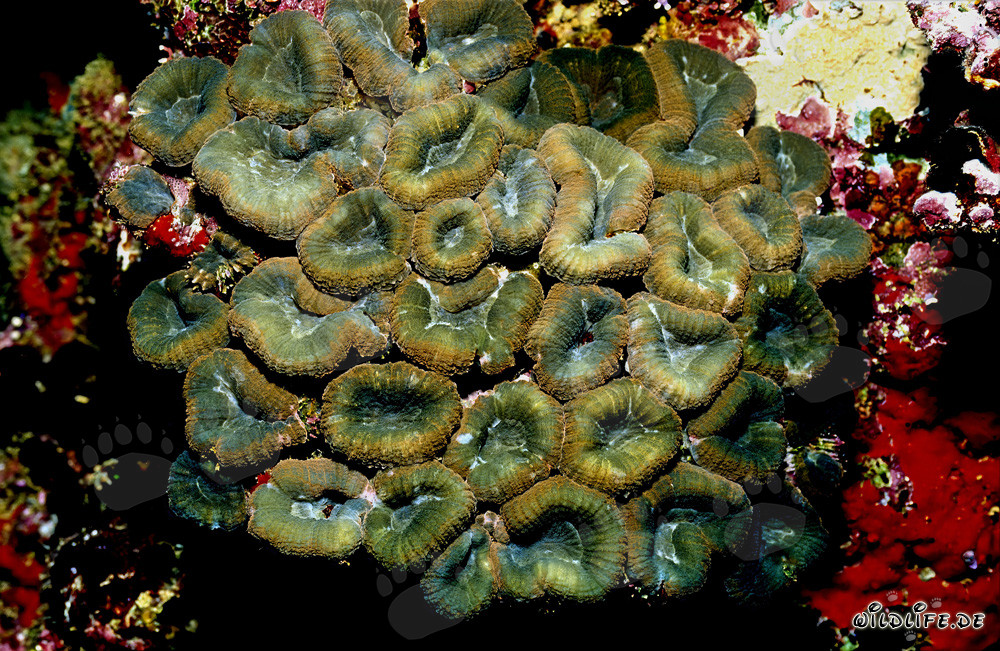 Fascinating Lobophyllia Brain Coral in Beqa Lagoon on Vitu Levu, Fiji