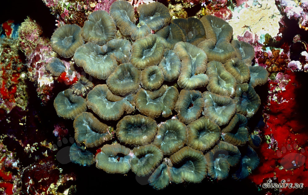 Fascinante corallo Hemprich in fiore nel lago di Beqa a Vitu Levu, Figi