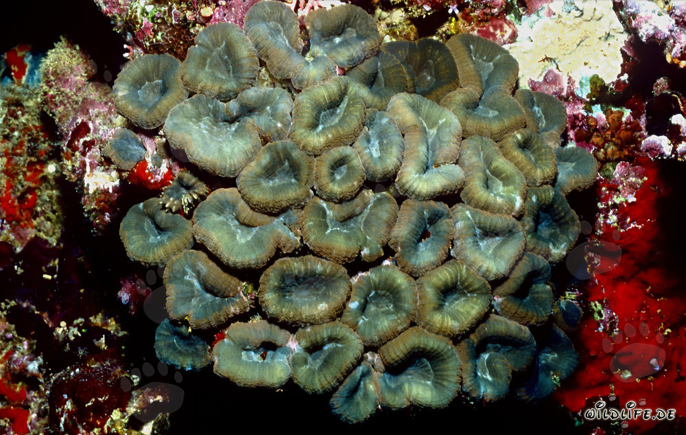Fascinating Lobophyllia Brain Coral in Beqa Lagoon on Vitu Levu, Fiji