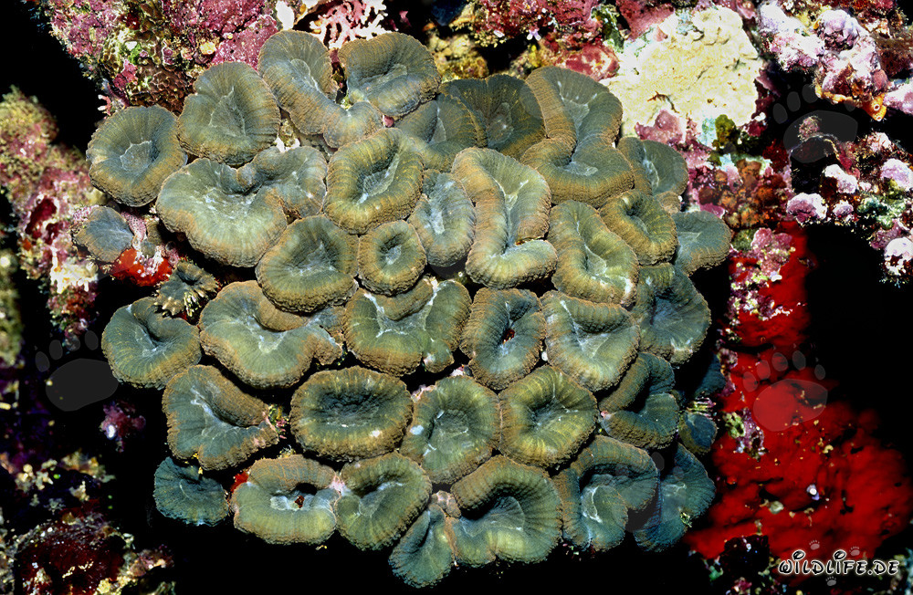 Corail en ombelles fascinant d'Hemprich dans le lagon de Beqa, Fidji