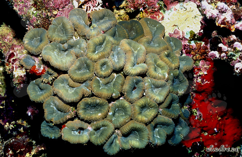 Fascinating Lobophyllia Brain Coral in Beqa Lagoon, Fiji