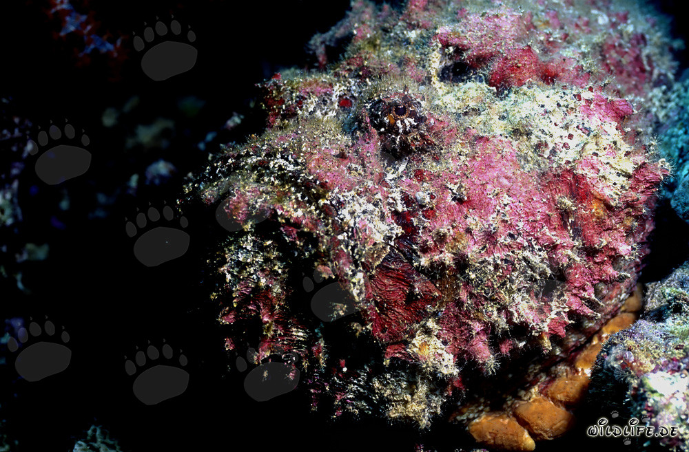 Retrato de un pez piedra en el océano Pacífico frente a la costa de Fiji