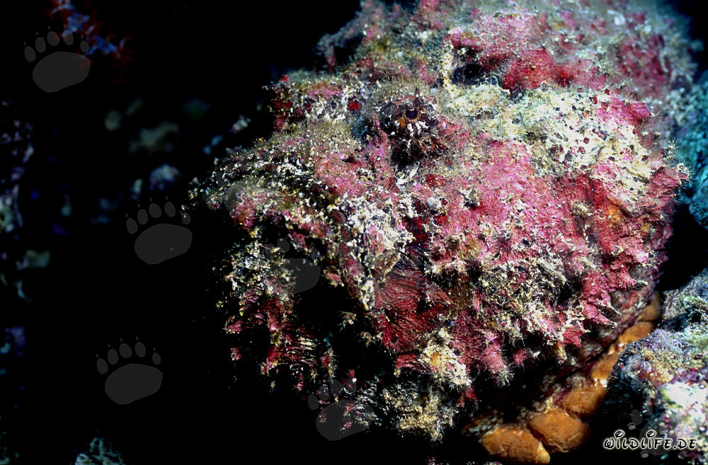 Portrait d'un poisson-pierre dans l'océan Pacifique au large des côtes de Fidji