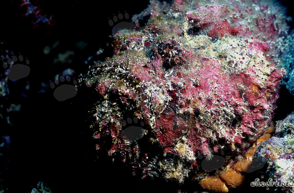 Portrait of a Stonefish in the Pacific Ocean off the coast of Fiji