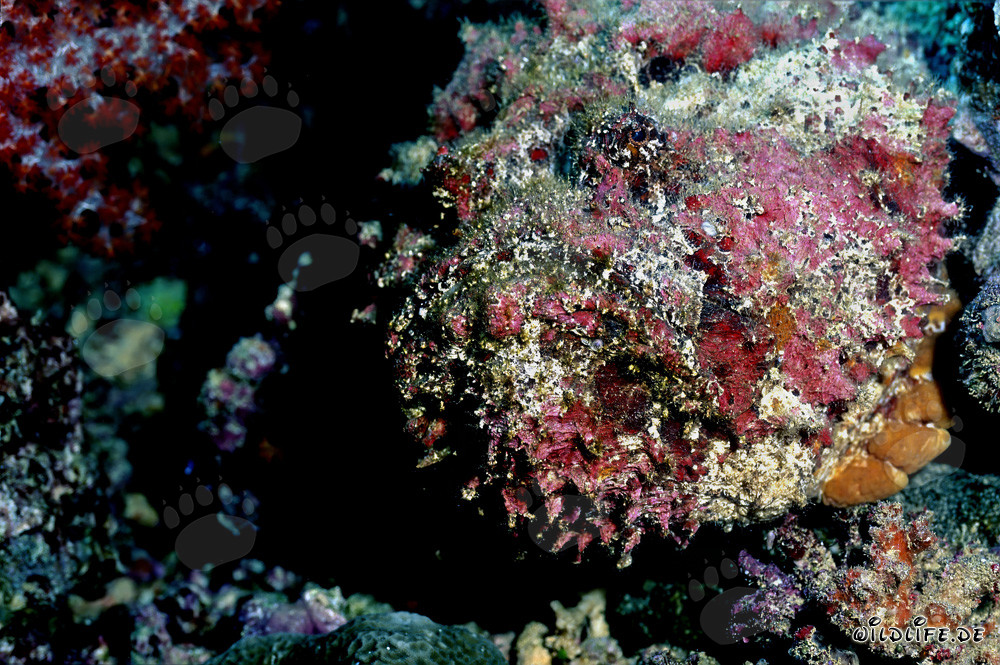 Ritratto affascinante di un pesce pietra nell'oceano