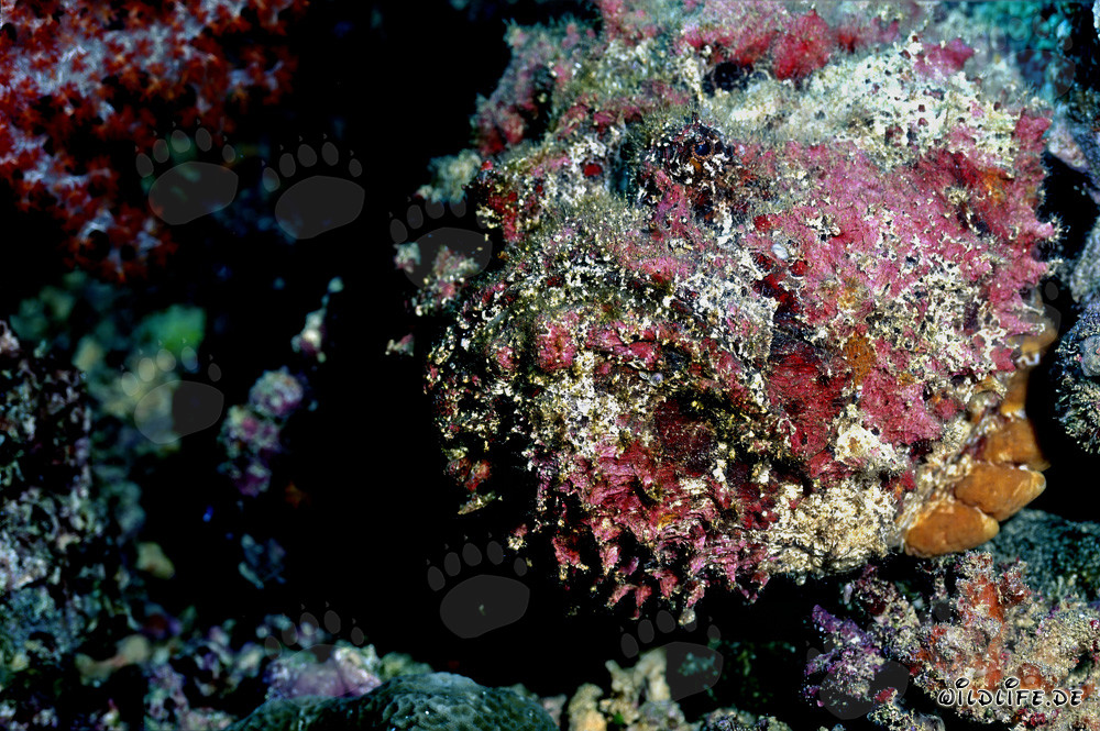 Fascinating Portrait of a Stonefish in the Ocean