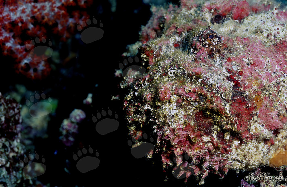 Fascinating portrait of a stonefish in the clear waters of Beqa Lagoon, Fiji