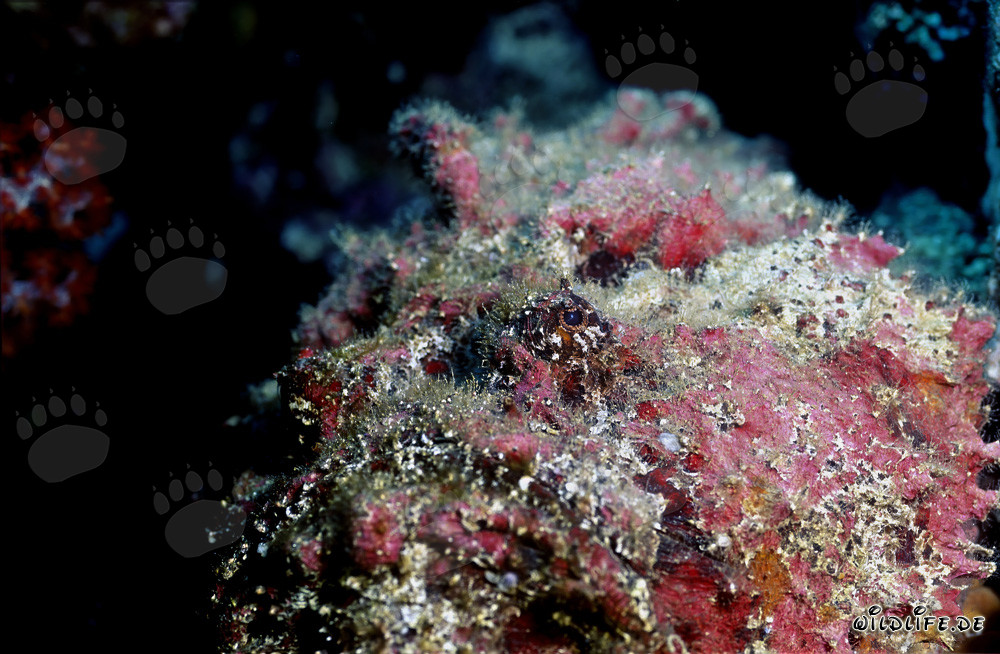 Ritratto affascinante di pesce pietra delle Fiji