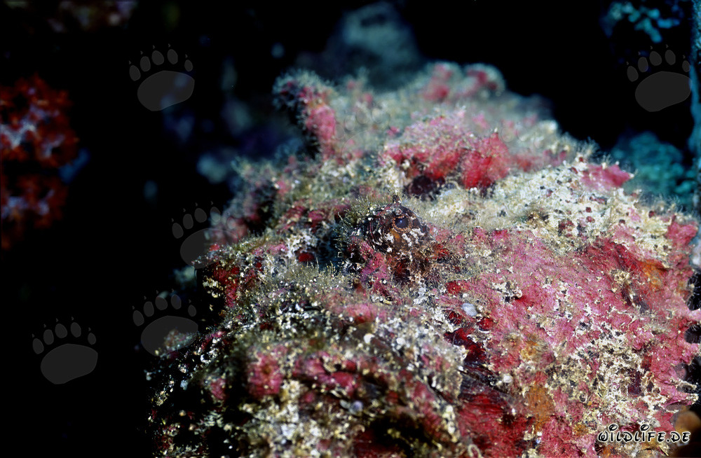 Fascinating Stonefish Portrait from Fiji