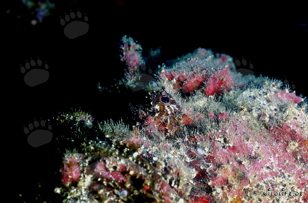 Ritratto affascinante di un pericoloso pesce pietra sott'acqua