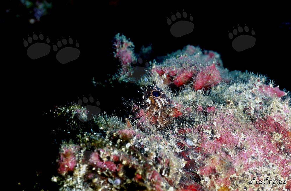Fascinating portrait of a dangerous stonefish underwater