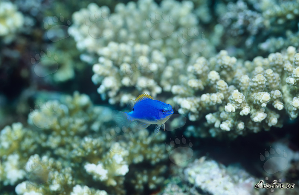 Demoiselle de la Mer du Sud fascinante dans la lagune de Beqa à Vitu Levu, Fidji