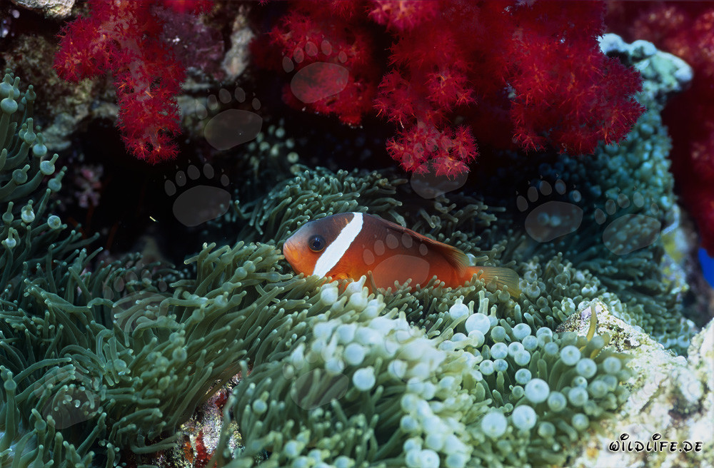 Pesce pagliaccio a pinne nere - Affascinante mondo sottomarino alle Figi