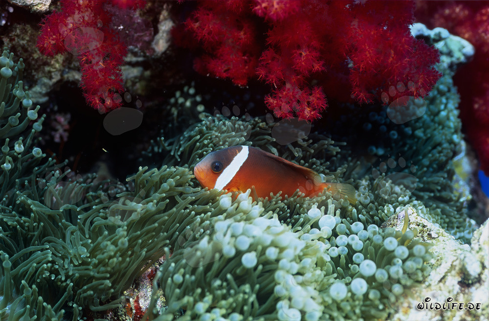 Poisson-clown à nageoires noires - Monde sous-marin fascinant aux Fidji
