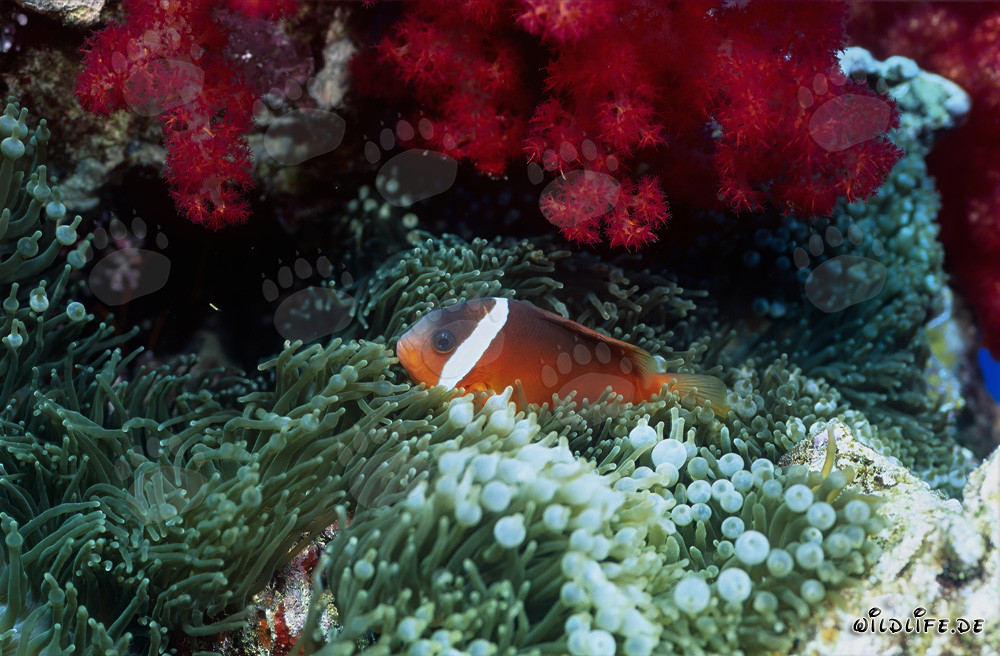Red and Black Anemonefish - Captivating Underwater World in Fiji