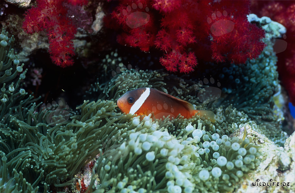 Rotmeer-Anemonenfisch