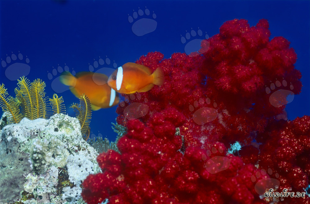 Peces payaso de aletas negras - Diversidad y belleza bajo el agua