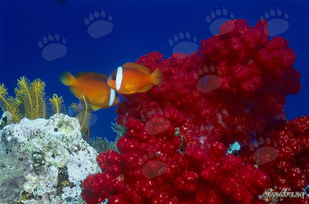 Poissons-clowns à nageoires noires - Diversité et beauté sous-marine