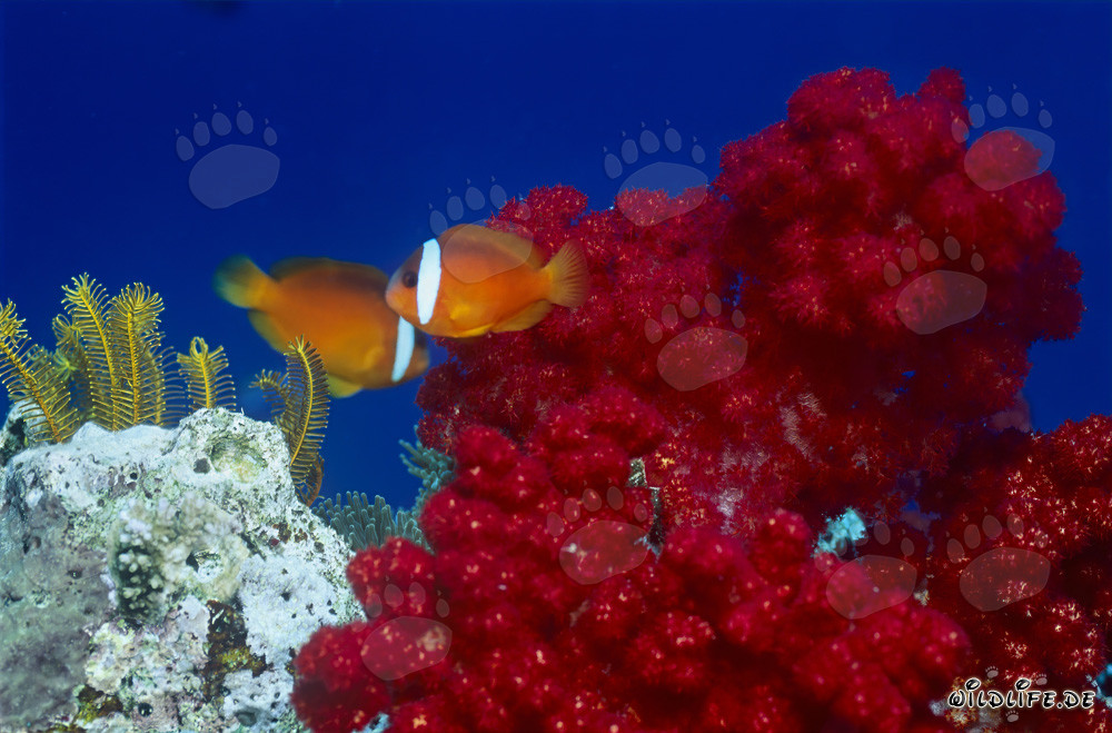 Red and Black Anemonefish - Diversity and Beauty Underwater