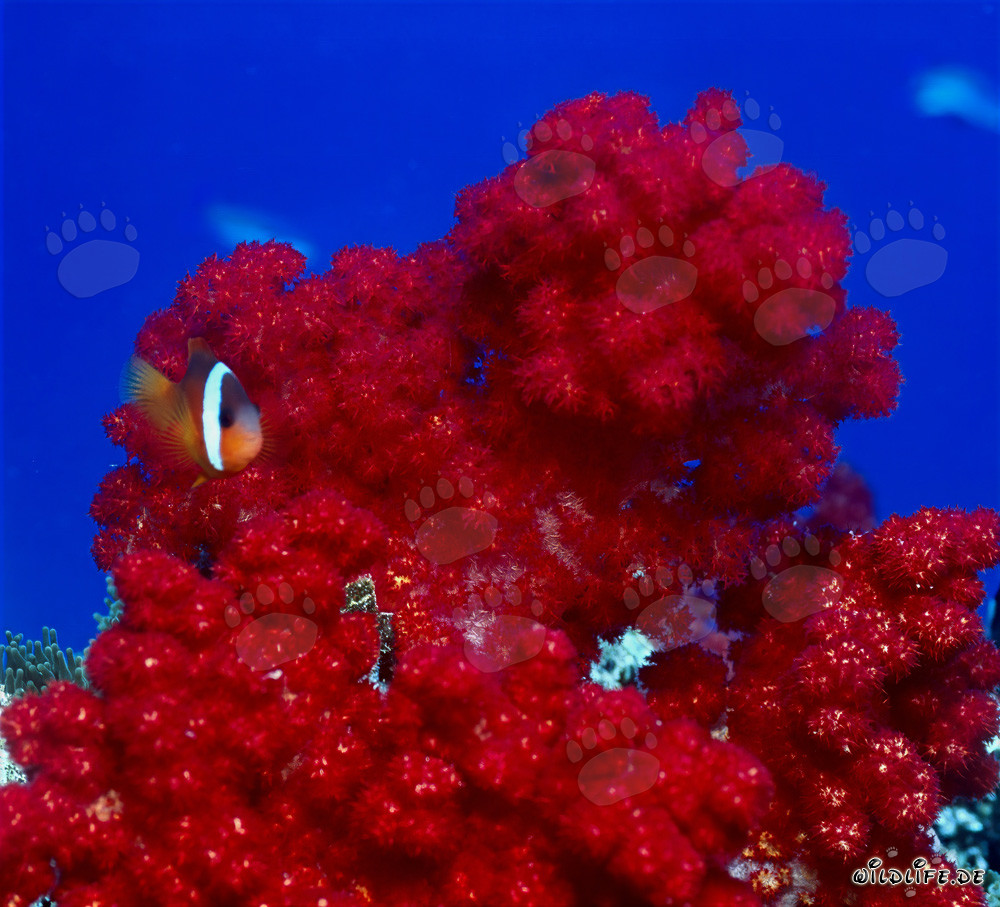 Dusky Anemonefish - Diverse Variations in the Fascinating Underwater World of Fiji