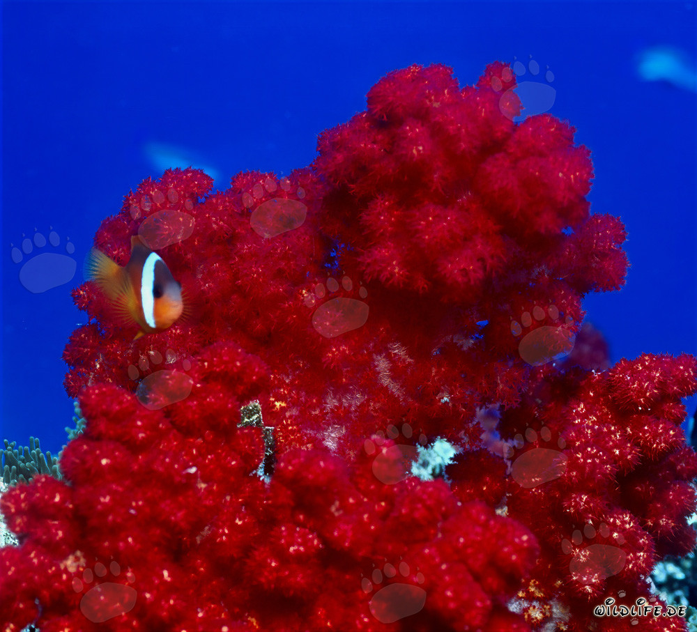 Pesce pagliaccio dalle pinne nere - Variazioni diverse nel mondo subacqueo affascinante di Fiji
