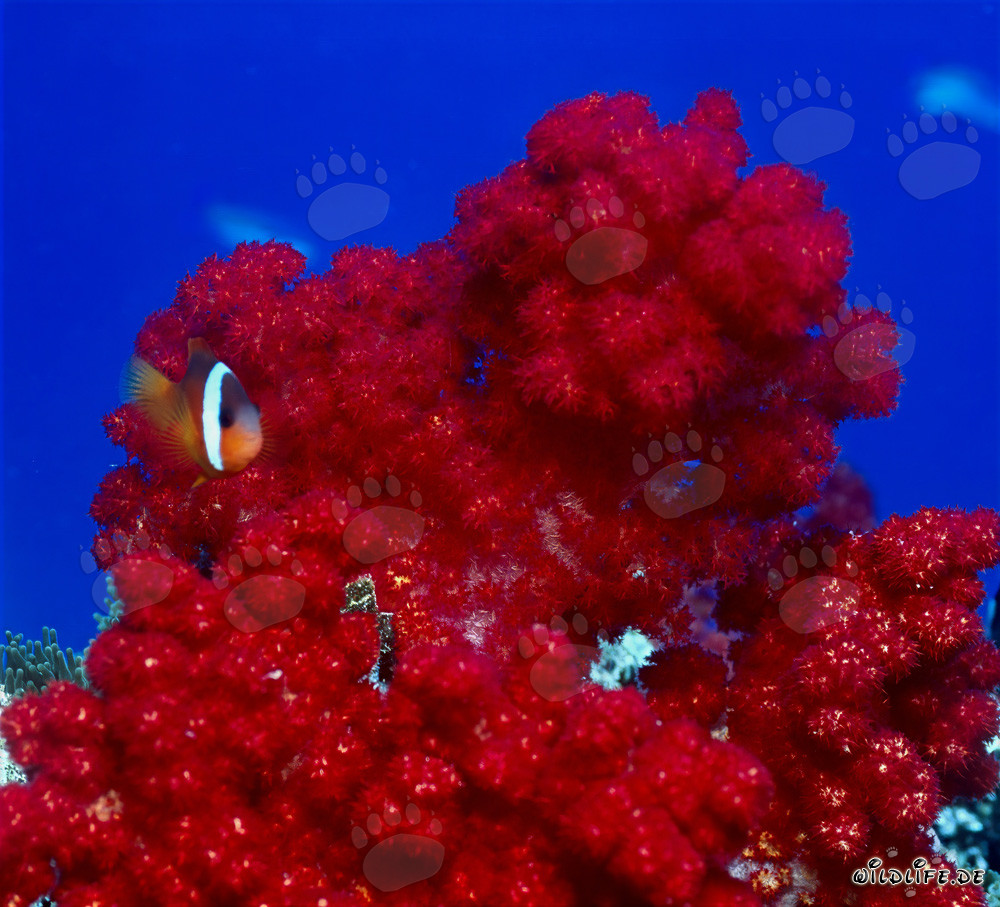 Pez payaso de aletas negras - Variaciones diversas en el fascinante mundo submarino de Fiji