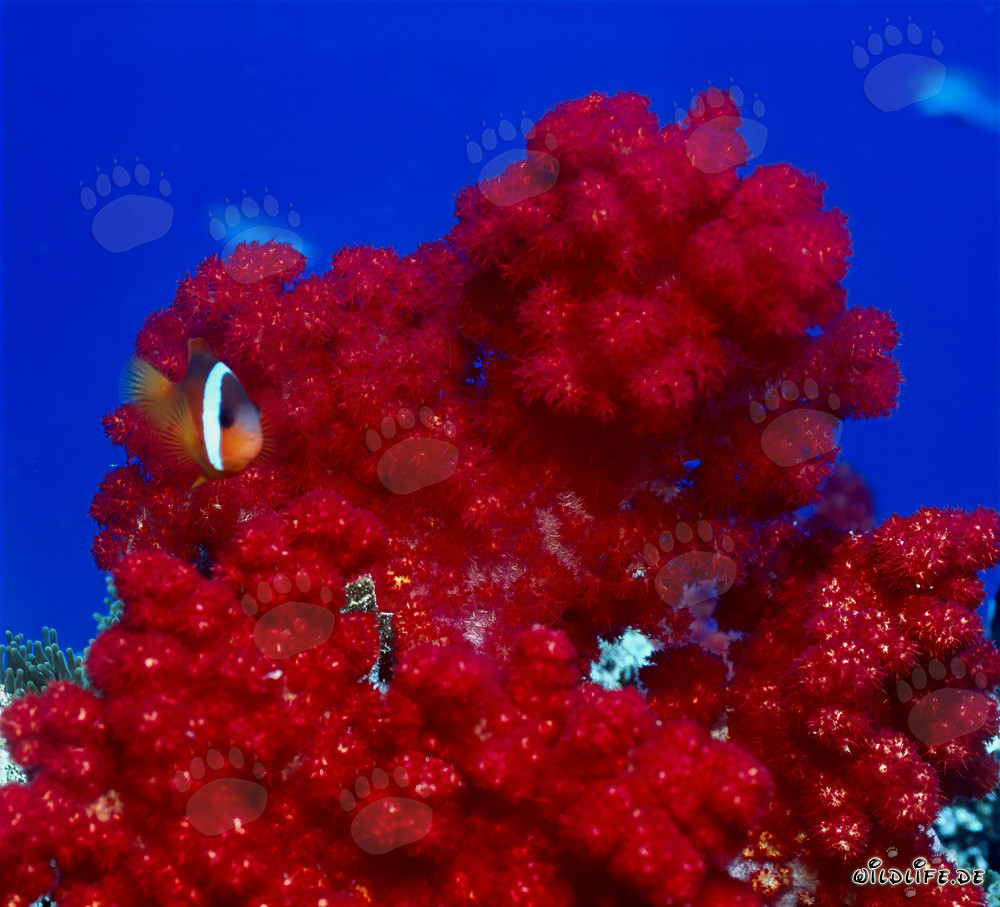 Poisson-clown à nageoires noires - Variations diverses dans le monde sous-marin fascinant des Fidji