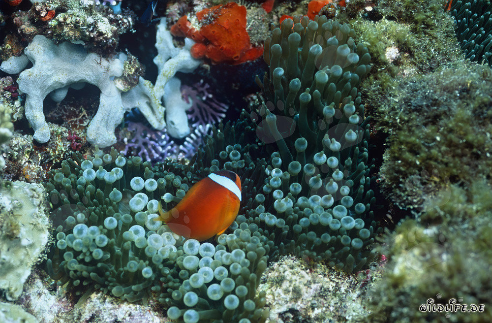 Pesce pagliaccio a pinne nere - Affascinante diversità marina alle Fiji