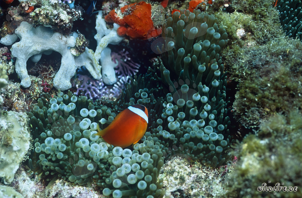 Pez payaso de aletas negras - Fascinante diversidad submarina en Fiji