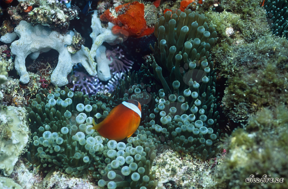 Poisson-clown à nageoires noires - Fascinante diversité sous-marine aux Fidji