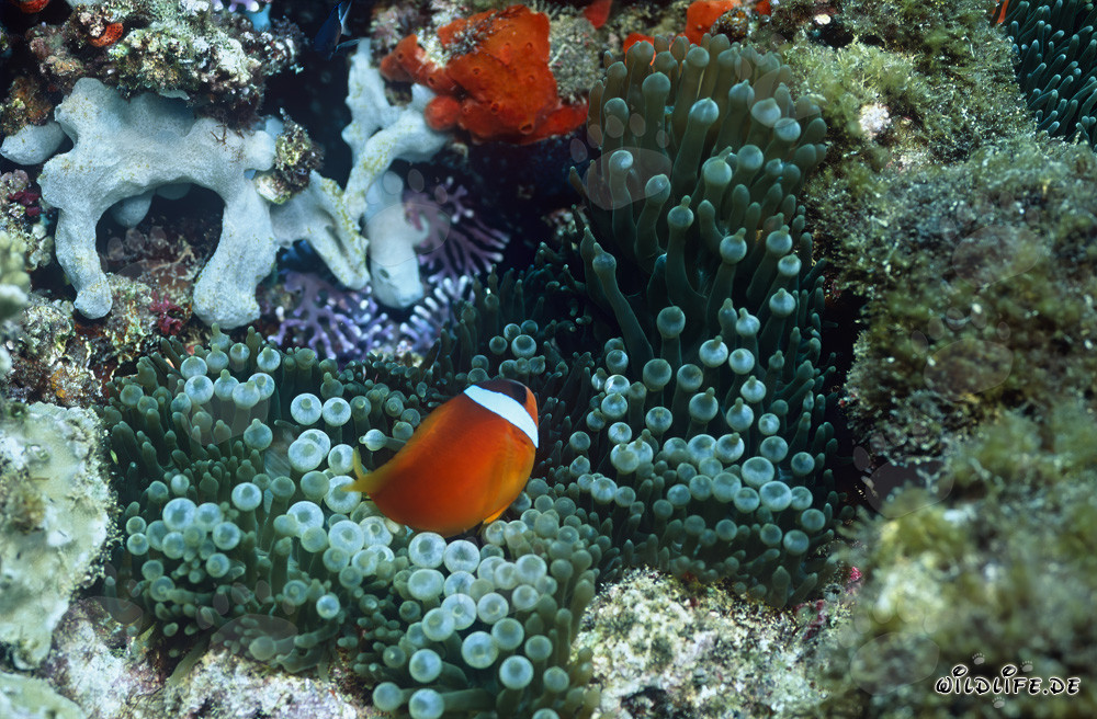 Rotmeer-Anemonenfisch