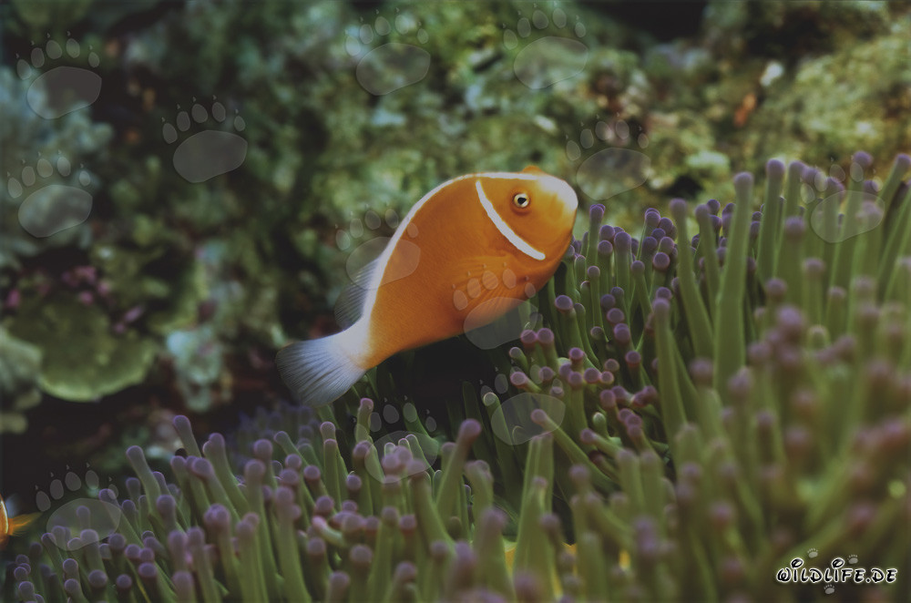 Rotmeer-Anemonenfisch
