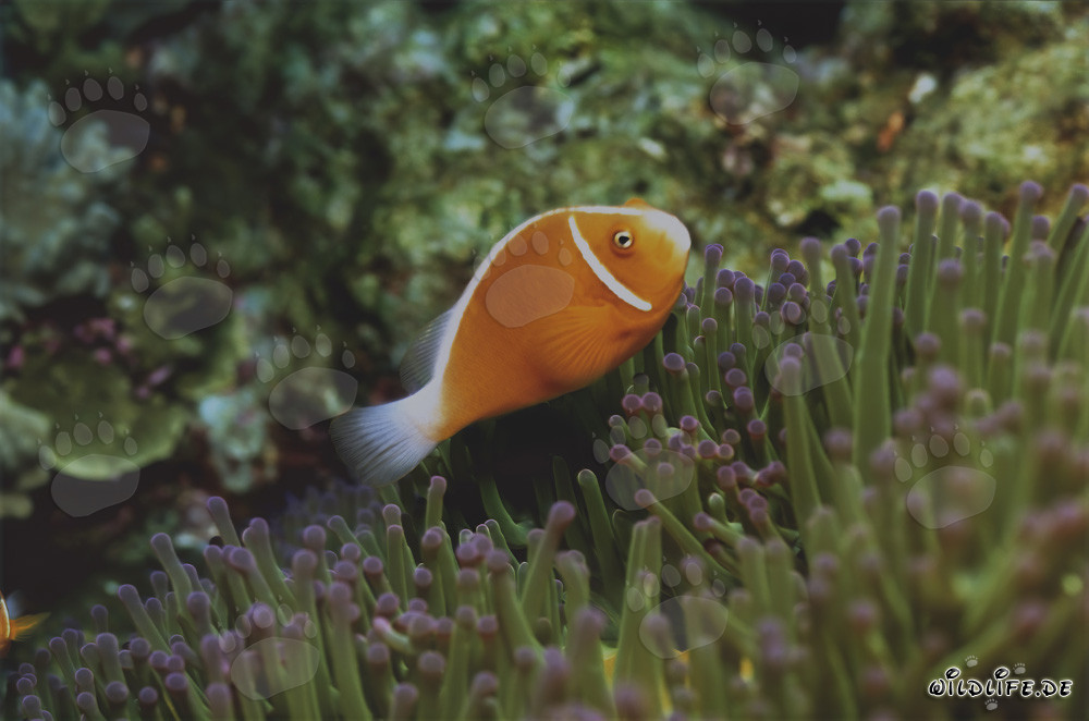 Pesce pagliaccio a collare con anemone