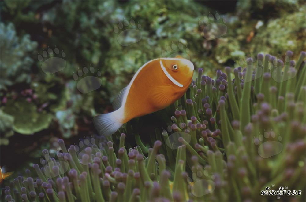 Pink Anemonefish (Amphiprion perideraion)