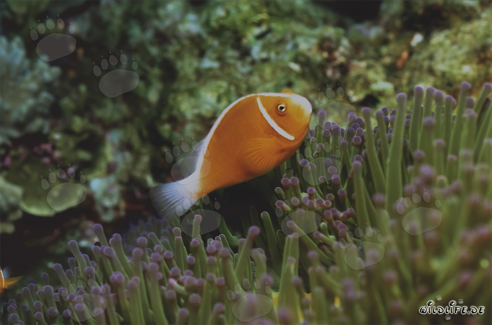 Poisson-clown à collier avec anémone