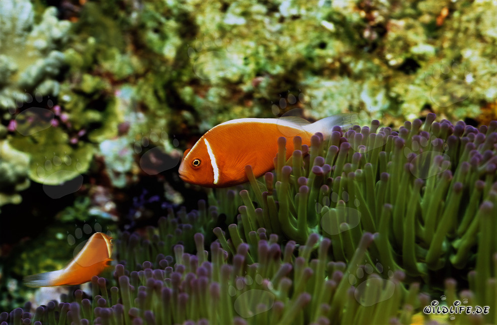 Pink anemonefish (Amphiprion perideraion)