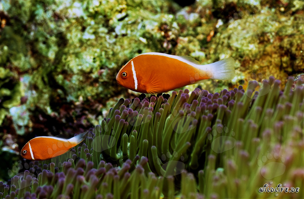 Rotmeer-Anemonenfisch