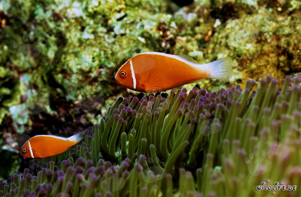 Fascinanti pesci pagliaccio a colletto con la loro anemone
