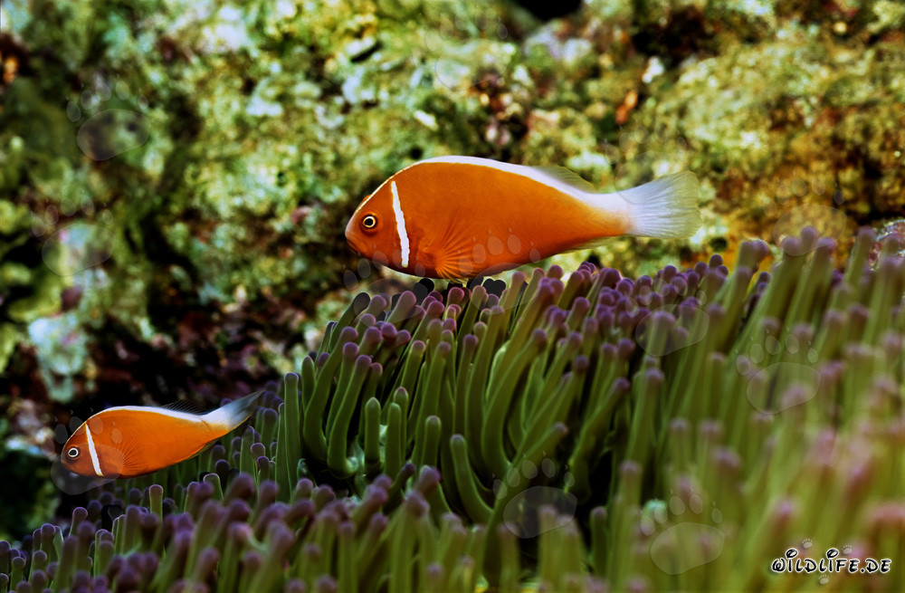 Fascinating Pink Anemonefish with Anemone
