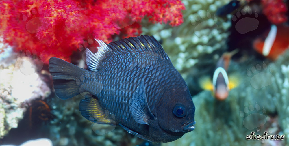 Paradiso subacqueo colorato: Pesce Prussiano a tre punti nel lago di Beqa, Figi