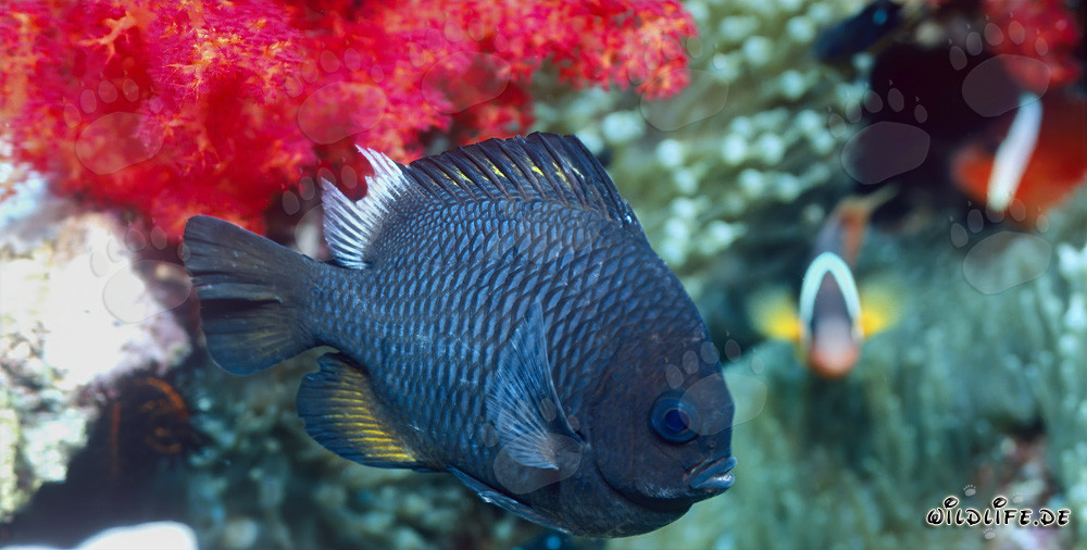 Paradis sous-marin coloré : Poisson Prussien à trois points dans le lagon de Beqa, Fidji