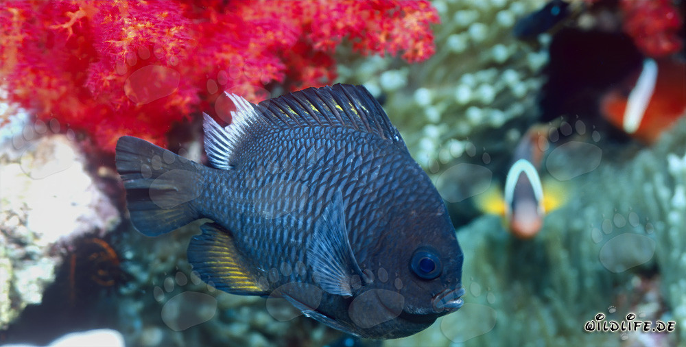 Colorful Underwater Paradise: Three-Spot Dascyllus in Beqa Lagoon, Fiji
